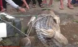 Kisah Ibu dan Anak Selamat Diterkam Buaya di Labura, Berduel hingga Kaki Robek