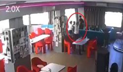 Pegawai Karen's Diner Bali Dianiaya Pengunjung, Rambut Dijambak hingga Rontok