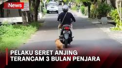 Tega, Wanita di Bali Seret Anjing dengan Motor, Pelaku Terancam 3 Bulan Penjara