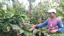 Harga Biji Kopi Robusta di Tanggamus Lampung Naik Jadi Rp35.000 per Kg