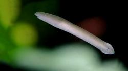 5 Hewan yang Bisa Hidup Abadi, Susah untuk Dibunuh