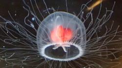 5 Hewan yang Menentang Konsep Penuaan, Ada yang Berusia 11.000 Tahun