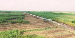 Pertama di Indonesia, Perkebunan Tebu di Lahan Rawa Sumatera Selatan 