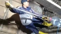Ngeri, Sepasang Ular Kobra Bersarang di Rumah Warga Citemu Cirebon, 1 Dievakuasi 1 Kabur<