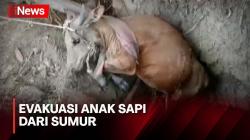 Anak Sapi Tercebur ke Sumur Sedalam 4 Meter Berhasil Dievakuasi