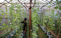 Budi Daya Beragam Jenis Melon di Tengah Kota Tangerang