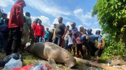 Warga Ambon Dikejutkan dengan Bangkai Duyung Berukuran Besar di Pesisir Pantai Pasar Minggu<