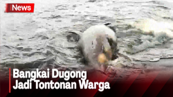 Heboh! Temuan Dugong Mati Terdampar di Pesisir Pantai Pasar Minggu Passo Ambon