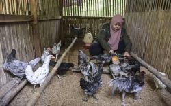 Potret Petani Milenial Ternak Ayam Sentul Sejak 2017