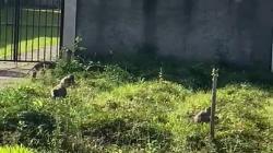 Ratusan Monyet Ekor Panjang Serang Permukiman di Sukabumi, Kantor Desa Ikut Dijarah