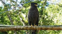 Berbagai Jenis Satwa Dilepasliarkan di Pulau Sempu, Elang Ular Bido hingga Landak Jawa<