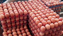  Gelar Operasi Pasar, Disperindag DIY Datangkan 15 Ton Telur Ayam dari Blitar 