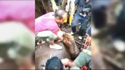 Miris, Harimau Sumatera Ditemukan Lemas usai Terjerat Perangkap Babi