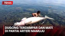 Dugong Terdampar dan Mati di Pantai Arteri Mamuju, Ternyata Ini Pemicunya