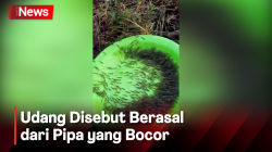 Fenomena Aneh! Ribuan Udang Naik ke Darat di Gorontalo Hebohkan Warga