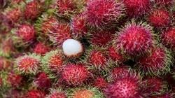 6 Daerah Penghasil Rambutan di Indonesia, Nomor 5 Rasa Manisnya Paling Dicari