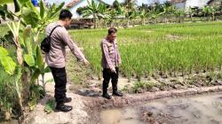 Penyakit Kambuh saat Tanam Padi, Petani di Pringsewu Ditemukan Tewas di Tengah Sawah