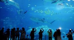 Mengintip Akuarium Terbesar di Dunia, Isinya Bikin Takjub Ada Ubur-Ubur Raksasa 