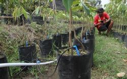 Petani Gunakan Teknologi Digital untuk Tingkatkan Produktivitas 