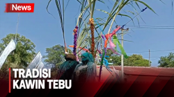 Tradisi Kawin Tebu di Cirebon, Hias Boneka Layaknya Prosesi Pernikahan Manusia <