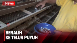 Masyarakat Beralih ke Telur Puyuh Imbas Harga Telur Ayam Melonjak