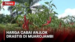 Harga Cabai Terjun Bebas Rp8.000 per Kilogram, Petani di Muarojambi Menjerit