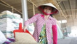 Vietnam Akan Pangkas Kuota Ekspor Beras pada 2030