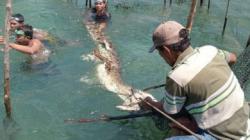 Ingin Ambil Ikan, Warga Gorontalo Utara Terkejut Ada Buaya Terjerat Sero