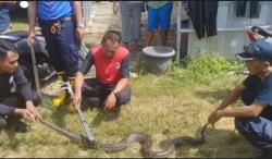 Dramatis, Petugas Berjibaku Evakuasi Ular Piton di Dalam Pipa Saluran Pembuangan Air