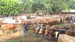 Jelang Idul Adha, Harga Sapi di Pasar Hewan Ciwareng Purwakarta Naik Rp1 Juta per Ekor<