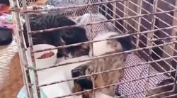 Viral Pasutri di Banyuwangi Gelar Pesta Khitanan 3 Kucing, Dimeriahkan Orkes dan Jaranan
