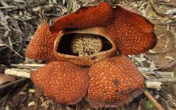Bunga Rafflesia Arnoldi Tumbuh Mekar Sempurna di Bukit Daun Bengkulu