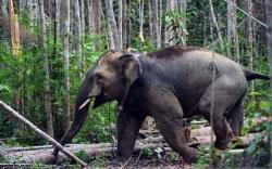 Ngeri! Lansia di Lampung Tewas Mengenaskan Diserang Kawanan Gajah Liar<