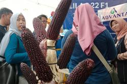 Unik, Jagung Warna Ungu Pikat Pengunjung Gebyar Perbenihan Nasional 2023<