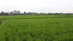 El Nino Ancam Sektor Pertanian Purwakarta, Produksi Padi Bakal Terdampak<