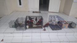 Puluhan Satwa Dilindungi Kembali Diamankan Petugas di Saumlaki, Burung Nuri hingga Kakaktua<