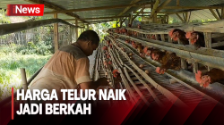Harga Telur Terus Melonjak di Bojonegoro, Berkah Bagi Peternak