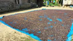 Mantap! Harga Biji Kopi Robusta di Lampung Barat Naik, Segini Harga per Kilogramnya<