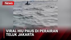Viral Video Hiu Paus Berkeliaran di Perairan Teluk Jakarta