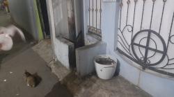 Warga Bekasi Geger, Dikira Kucing Ternyata Bayi Terbungkus Plastik di Tempat Sampah