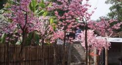 Unik, Ada Desa Ninja di Kebumen Lengkap dengan Pohon Sakura, seperti Ini Suasananya!