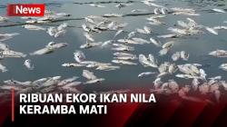 Ribuan Ekor Ikan Keramba Mati di Banjar, Petani Rugi Miliaran Rupiah
