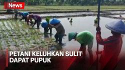 Musim Tanam Padi di Pemalang, Petani Keluhkan Sulit Dapat Pupuk dan Obat-obatan