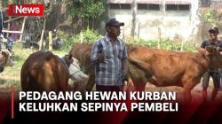 Jelang Hari Raya Idul Adha, Pedagang Sapi di Jombang Keluhkan Sepi Pembeli