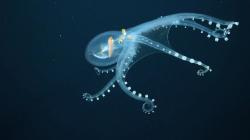 5 Hewan dengan Tubuh Transparan, Nyaris Tak Terlihat