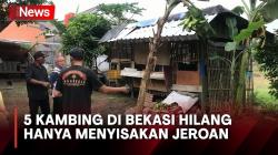 5 Kambing dalam Kandang di Bekasi Hilang Hanya Menyisakan Jeroan