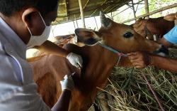 Cegah Penyakit Kulit pada Sapi, Belitung Butuh Ribuan Dosis Vaksin LSD<