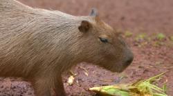 Viral dengan Sebutan ‘Masbro’, Inilah Sejumlah Keunikan Kapibara