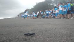 Peringati Hari Lingkungan Hidup Sedunia, Ratusan Tukik Dilepasliarkan di Pantai Gua Cemara 