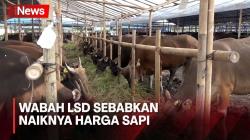 Akibat Wabah LSD dan Pembatasan Pengiriman, Harga Sapi di Jakarta Naik 15 Persen